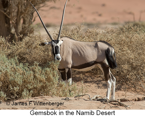 Gemsbok - © James F Wittenberger and Exotic Birding LLC