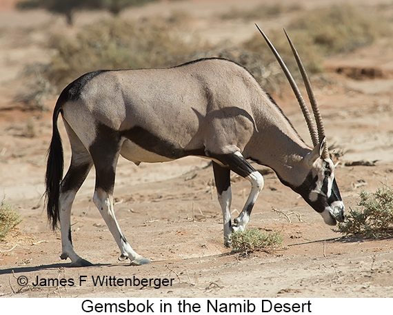Gemsbok - © James F Wittenberger and Exotic Birding LLC