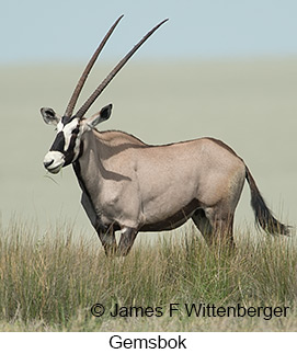 Gemsbok - © James F Wittenberger and Exotic Birding LLC