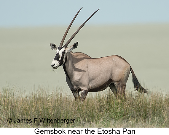 Gemsbok - © James F Wittenberger and Exotic Birding LLC