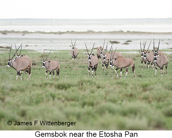 Gemsbok - © James F Wittenberger and Exotic Birding LLC