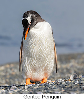 Gentoo Penguin  - Courtesy Argentina Wildlife Expeditions