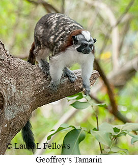 Geoffrey's Tamarin - © Laura L Fellows and Exotic Birding LLC