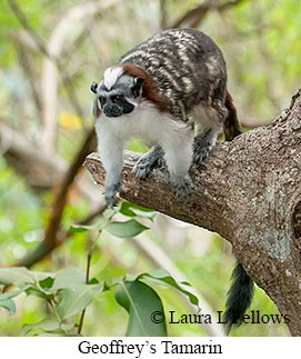 Geoffrey's Tamarin - © Laura L Fellows and Exotic Birding LLC Geoffrey's Tamarin - © Laura L Fellows and Exotic Birding LLC