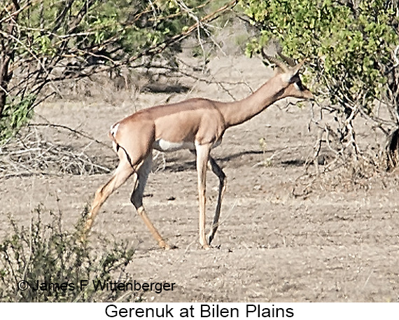 Gerenuk - © James F Wittenberger and Exotic Birding LLC