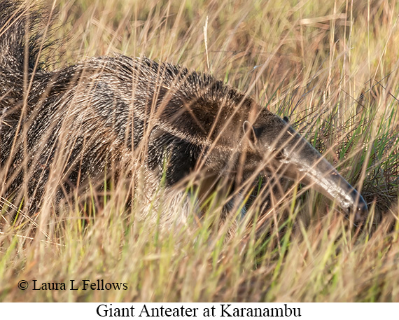 Giant Anteater - © James F Wittenberger and Exotic Birding LLC Giant Anteater - © James F Wittenberger and Exotic Birding LLC
