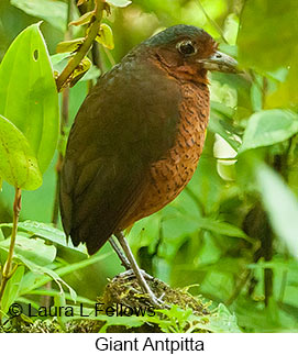 Giant Antpitta - © Laura L Fellows and Exotic Birding LLC