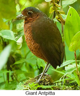 Giant Antpitta - © Laura L Fellows and Exotic Birding LLC