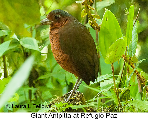 Giant Antpitta - © Laura L Fellows and Exotic Birding LLC Giant Antpitta - © Laura L Fellows and Exotic Birding LLC