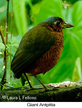 Giant Antpitta - © Laura L Fellows and Exotic Birding LLC