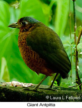 Giant Antpitta - &copy; Laura L Fellows and Exotic Birding Tours