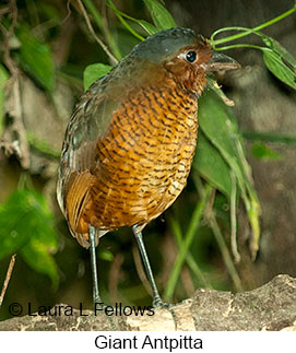 Giant Antpitta - © Laura L Fellows and Exotic Birding LLC Giant Antpitta - © Laura L Fellows and Exotic Birding LLC