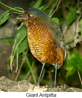 Giant Antpitta - © Laura L Fellows and Exotic Birding LLC