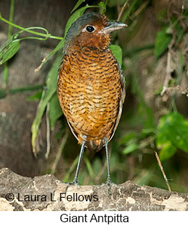 Giant Antpitta - © Laura L Fellows and Exotic Birding LLC Giant Antpitta - © Laura L Fellows and Exotic Birding LLC