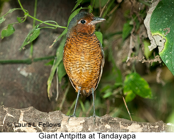Giant Antpitta - © Laura L Fellows and Exotic Birding LLC