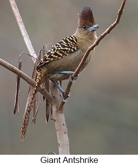 Giant Antshrike  - Courtesy Argentina Wildlife Expeditions