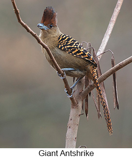 Giant Antshrike  - Courtesy Argentina Wildlife Expeditions