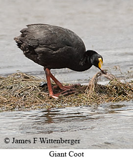 Giant Coot - © James F Wittenberger and Exotic Birding LLC