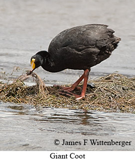 Giant Coot - © James F Wittenberger and Exotic Birding LLC Giant Coot - © James F Wittenberger and Exotic Birding LLC