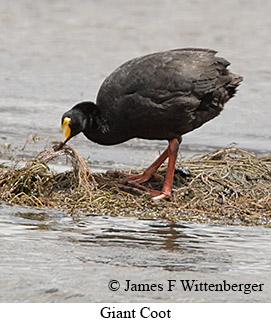 Giant Coot - © James F Wittenberger and Exotic Birding LLC