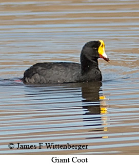 Giant Coot - © James F Wittenberger and Exotic Birding LLC