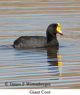 Giant Coot - © James F Wittenberger and Exotic Birding LLC Giant Coot - © James F Wittenberger and Exotic Birding LLC