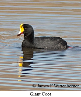 Giant Coot - © James F Wittenberger and Exotic Birding LLC
