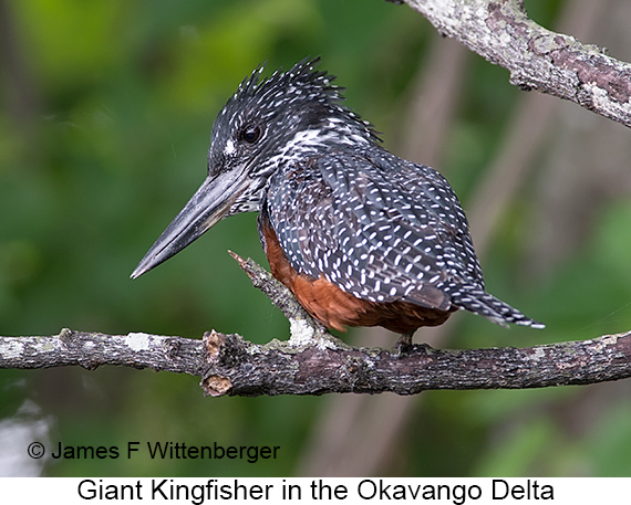 Giant Kingfisher - © James F Wittenberger and Exotic Birding LLC