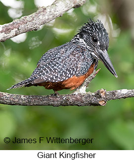 Giant Kingfisher - © James F Wittenberger and Exotic Birding LLC Giant Kingfisher - © James F Wittenberger and Exotic Birding LLC