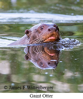 Giant Otter - © James F Wittenberger and Exotic Birding LLC