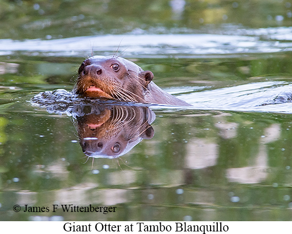 Giant Otter - © James F Wittenberger and Exotic Birding LLC
