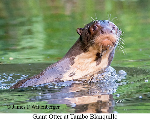 Giant Otter - © James F Wittenberger and Exotic Birding LLC