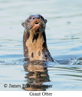 Giant Otter - © James F Wittenberger and Exotic Birding LLC