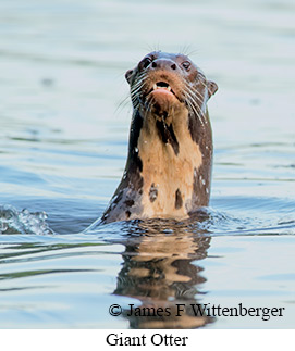 Giant Otter - © James F Wittenberger and Exotic Birding LLC Giant Otter - © James F Wittenberger and Exotic Birding LLC