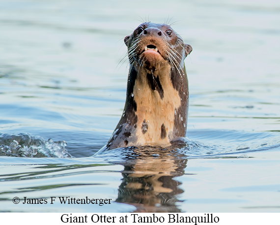 Giant Otter - © James F Wittenberger and Exotic Birding LLC