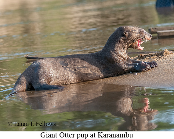 Giant Otter - © James F Wittenberger and Exotic Birding LLC