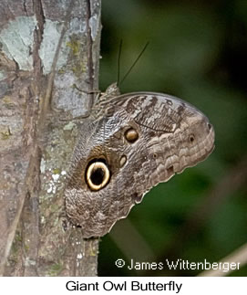 Giant-owl Butterfly - © James F Wittenberger and Exotic Birding LLC