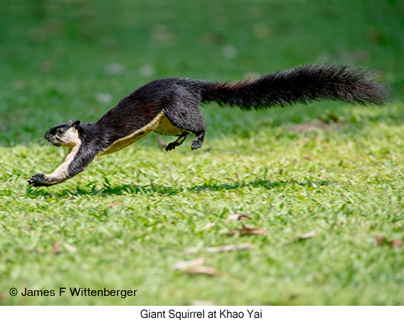 Giant Squirrel - © James F Wittenberger and Exotic Birding LLC