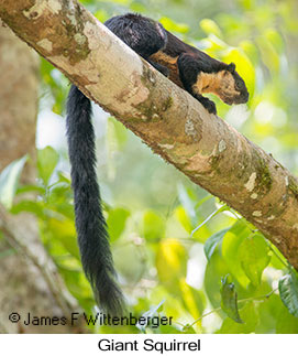 Giant Squirrel - &copy; James F Wittenberger and Exotic Birding LLC
