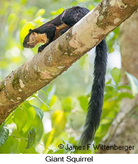 Giant Squirrel - © James F Wittenberger and Exotic Birding LLC
