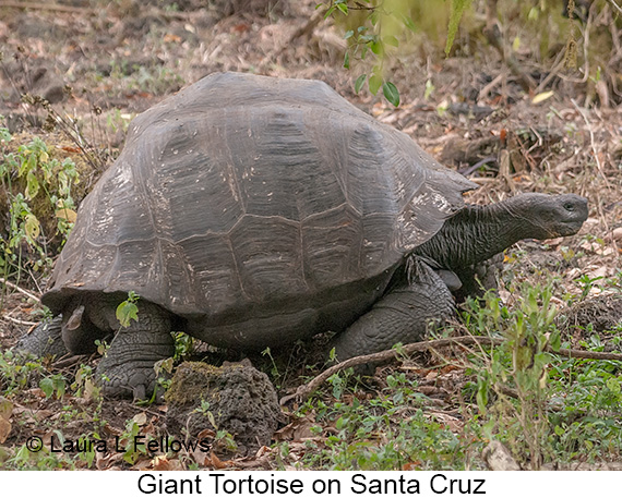 Giant Tortoise - © James F Wittenberger and Exotic Birding LLC
