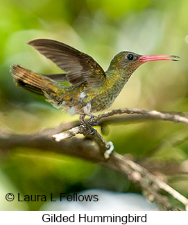 Gilded Hummingbird - © Laura L Fellows and Exotic Birding LLC