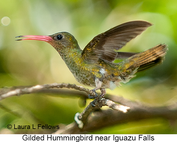 Gilded Hummingbird - © Laura L Fellows and Exotic Birding LLC Gilded Hummingbird - © Laura L Fellows and Exotic Birding LLC