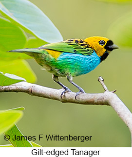 Gilt-edged Tanager - © James F Wittenberger and Exotic Birding LLC