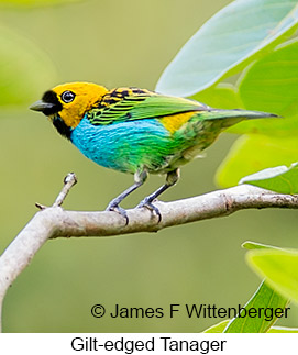 Gilt-edged Tanager - © James F Wittenberger and Exotic Birding LLC