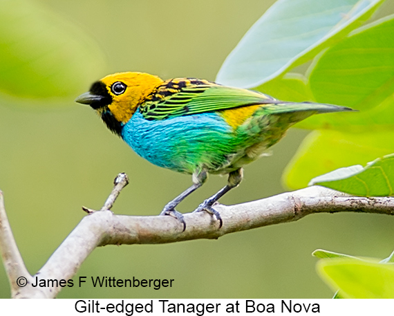 Gilt-edged Tanager - © James F Wittenberger and Exotic Birding LLC