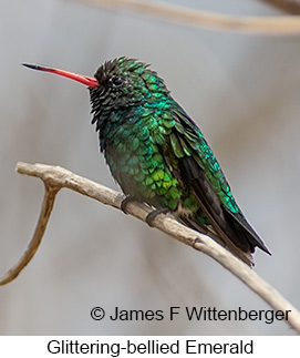 Glittering-bellied Emerald - © James F Wittenberger and Exotic Birding LLC