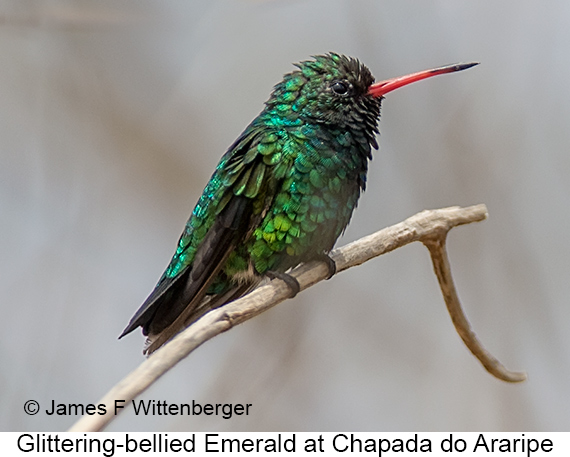 Glittering-bellied Emerald - © James F Wittenberger and Exotic Birding LLC Glittering-bellied Emerald - © James F Wittenberger and Exotic Birding LLC