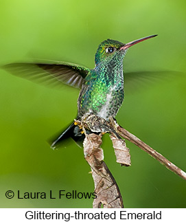 Glittering-throated Emerald - © Laura L Fellows and Exotic Birding LLC Glittering-throated Emerald - © Laura L Fellows and Exotic Birding LLC