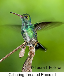 Glittering-throated Emerald - © Laura L Fellows and Exotic Birding LLC